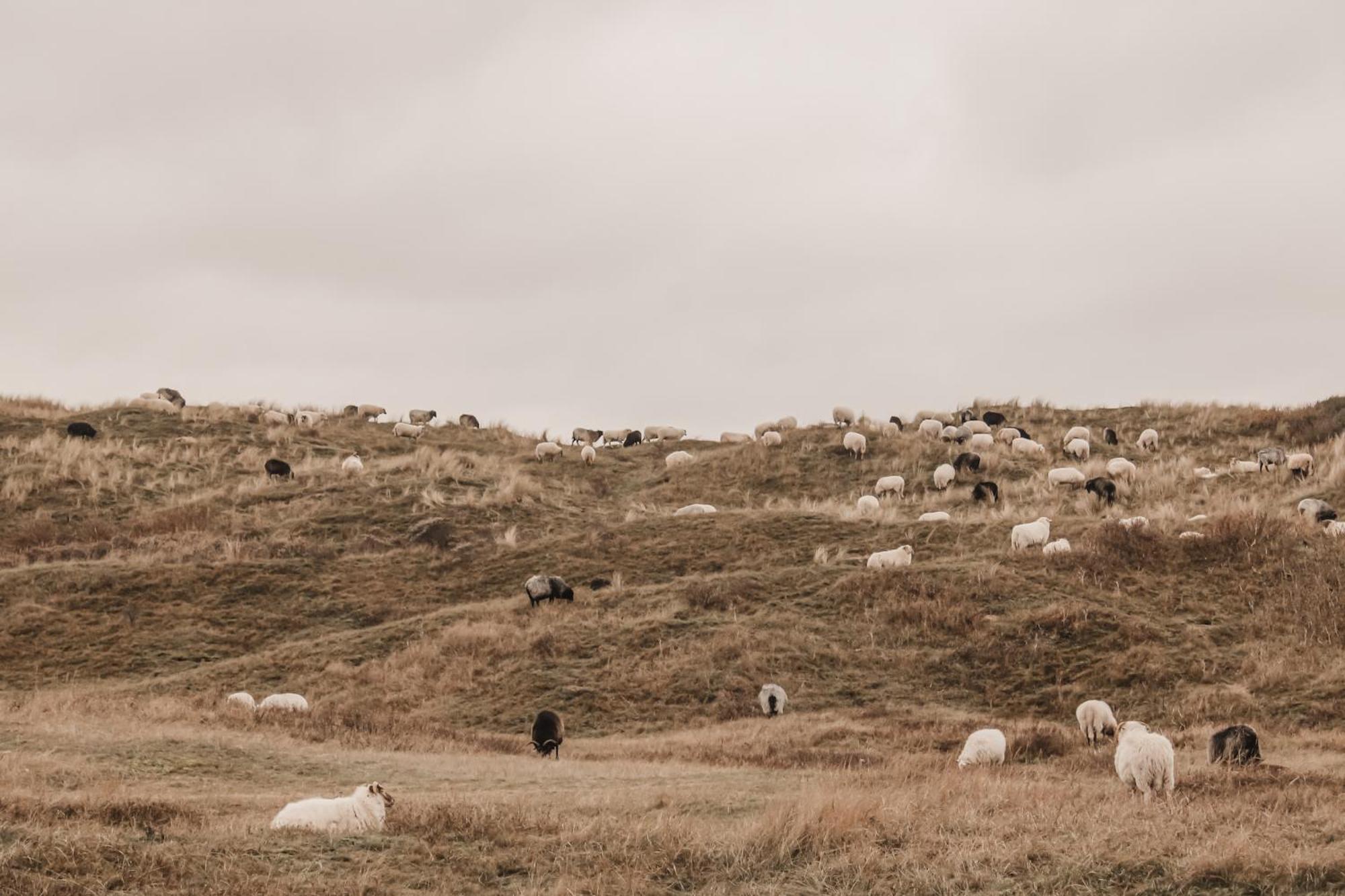 Zoomers Aan Het Bos كاستريكوم المظهر الخارجي الصورة